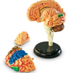 Sale Learning Resources Anatomimodel - Hjerne