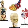 Sale Anatomimodel - Sæt m. 4 modeller