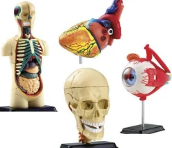 Sale Anatomimodel - Sæt m. 4 modeller
