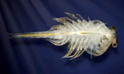 Outlet Aqua Dragons tilbehør - Æg og foder