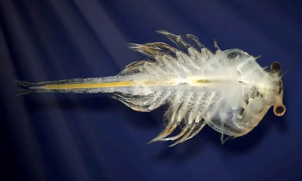 Outlet Aqua Dragons tilbehør - Æg og foder