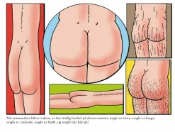 Online Den store numsebog