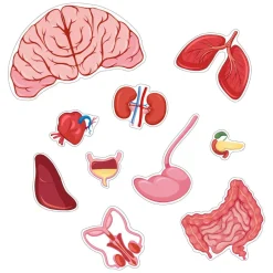 Best Gulvpuslespil m. 36 brikker - Dreng