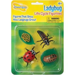 New InsectLore Livscyklus: Fra æg til insekt - Mariehøne