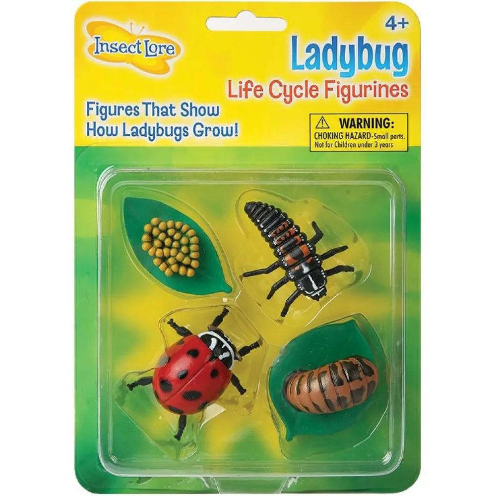 New InsectLore Livscyklus: Fra æg til insekt - Mariehøne