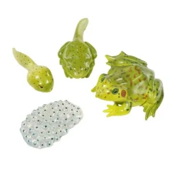 New InsectLore Livscyklus: Fra æg til padde - Frø