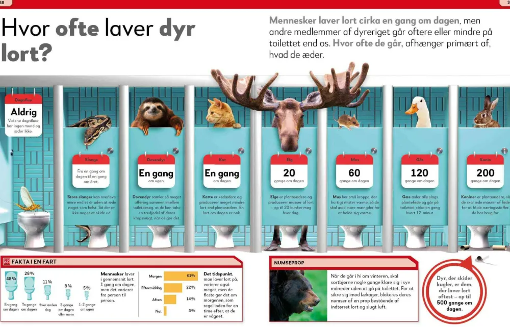 Sale Lort! Skidesjove fakta om at lave stort