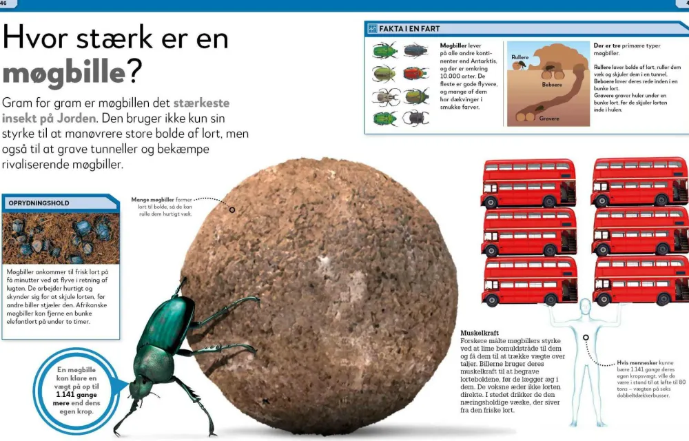 Sale Lort! Skidesjove fakta om at lave stort