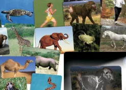 Discount Læringskort - Kig ind i dyrene, 16 stk