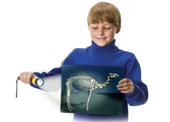 Discount Læringskort - Kig ind i dyrene, 16 stk