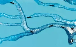 Clearance Myreakvarium med planter