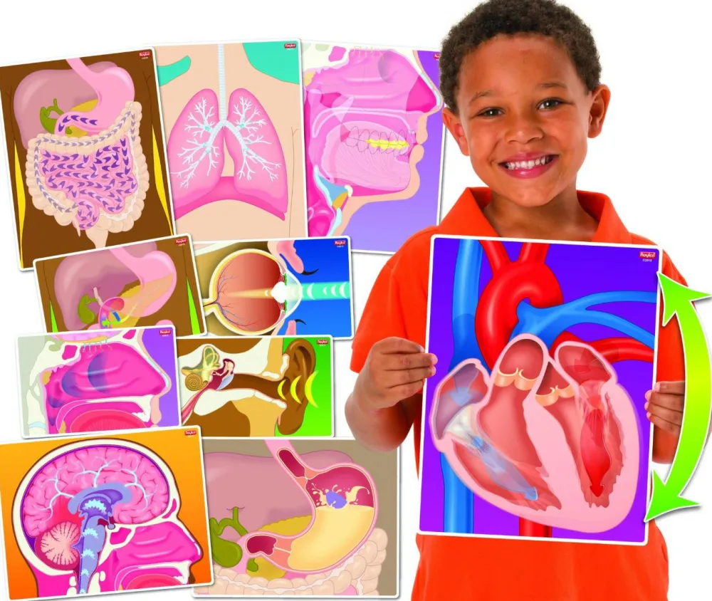 Hot På rundvisning i menneskekroppen