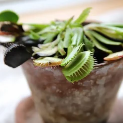 Clearance Plant selv kit - Kødædende plante