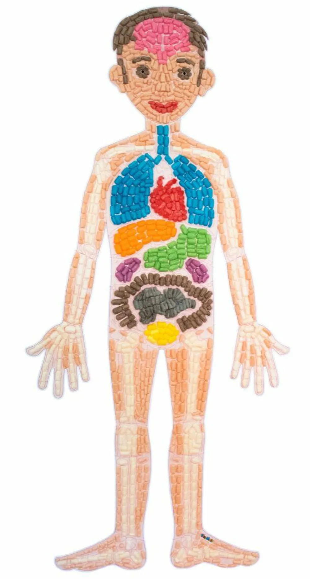 Discount PlayMais tilbehør - Anatomi puslespil