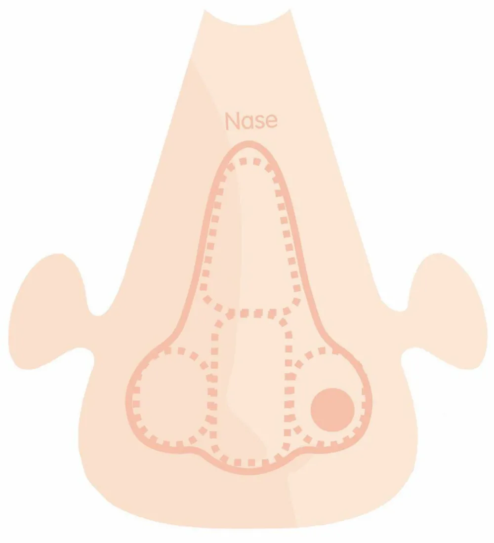 Discount PlayMais tilbehør - Anatomi puslespil