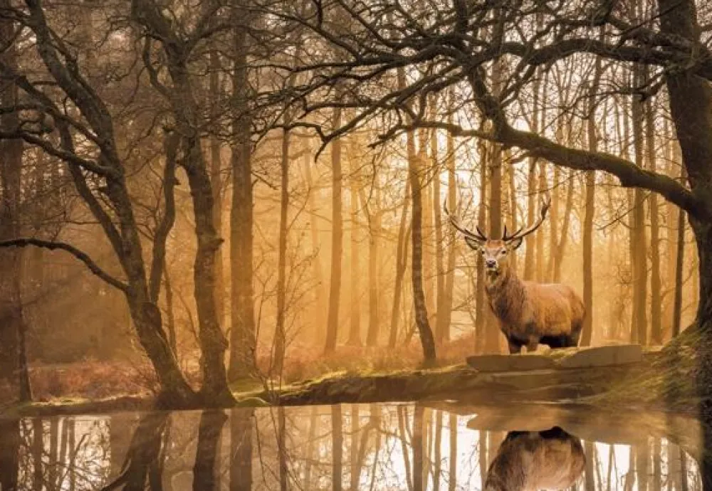 Discount Clementoni Puslespil med 500 brikker - Rustling Silence