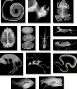Outlet Røntgenbilleder - Dyr, 14 stk