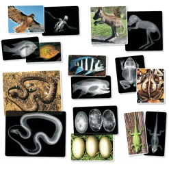 Outlet Røntgenbilleder - Dyr, 14 stk