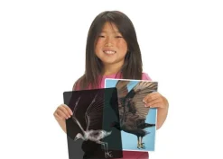 Outlet Røntgenbilleder - Dyr, 14 stk