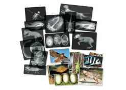 Outlet Røntgenbilleder - Dyr, 14 stk