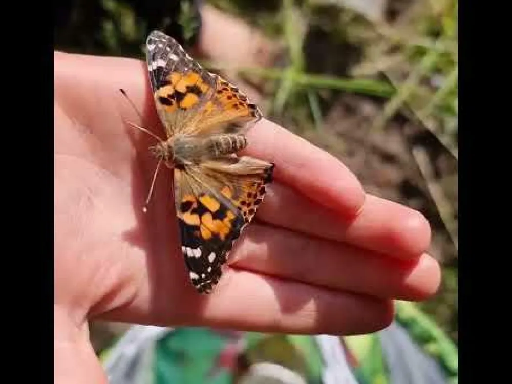 Online InsectLore Sommerfuglehave læringssæt m. 10 larver