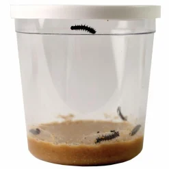 Discount InsectLore Voucher til refill - Sommerfuglelarver, 5 stk.